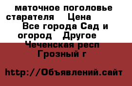 маточное поголовье старателя  › Цена ­ 3 700 - Все города Сад и огород » Другое   . Чеченская респ.,Грозный г.